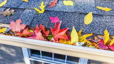 The Impact of Tree Debris on Your Roof and How to Prevent Damage