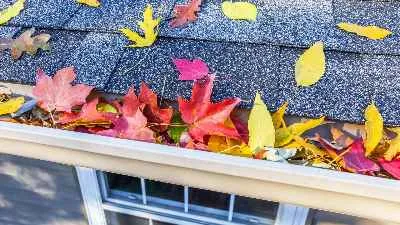 The Impact of Tree Debris on Your Roof and How to Prevent Damage