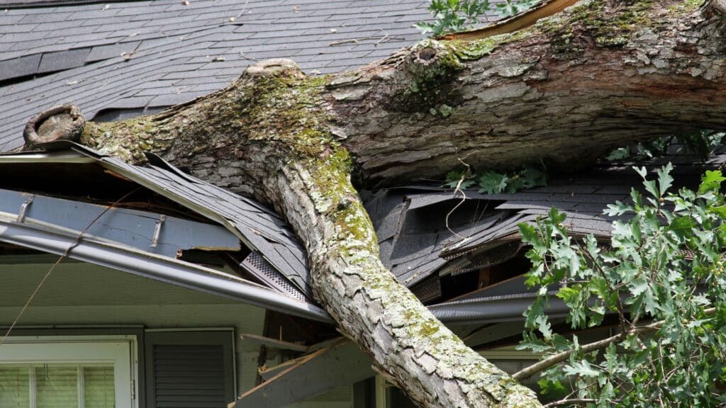 A large tree has fallen onto the roof of a house