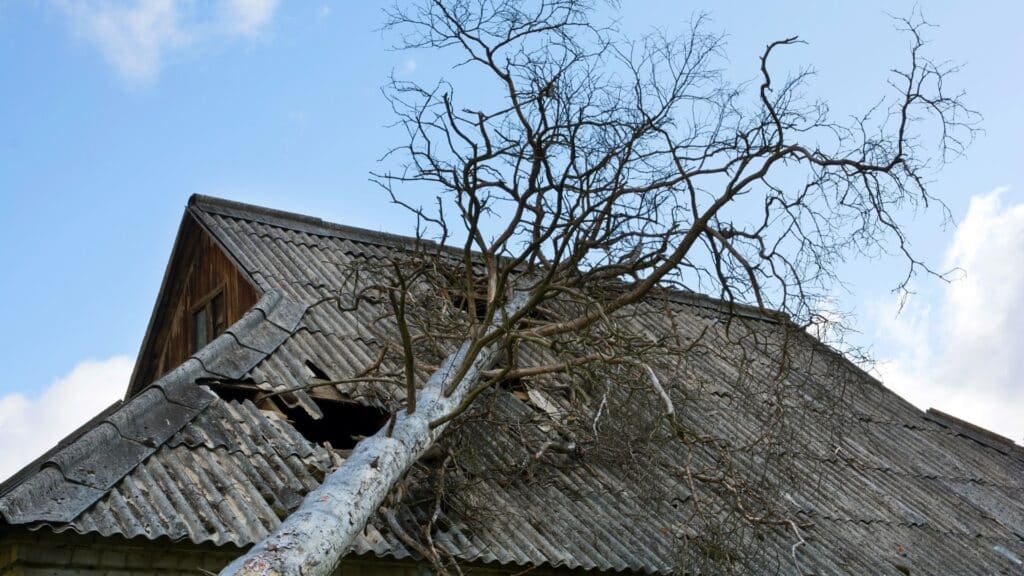 A tree has fallen onto the roof of a house