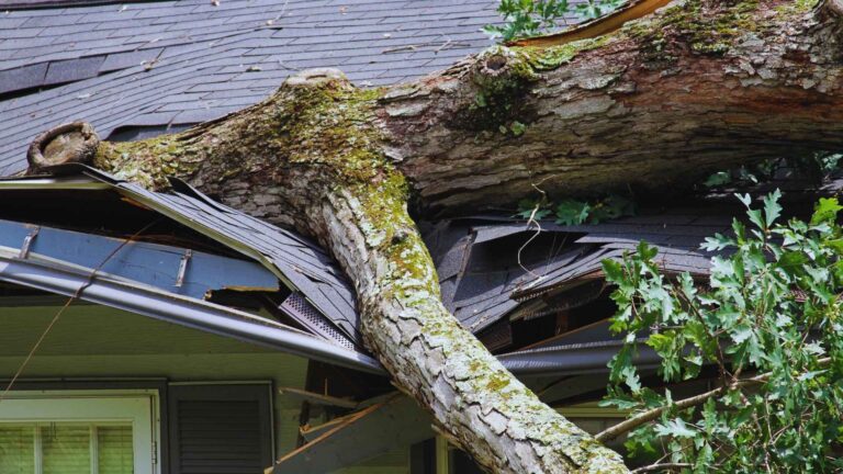 A large tree has fallen onto the roof of a house, causing significant structural damage and crushing part of the building, making urgent roof repair necessary.