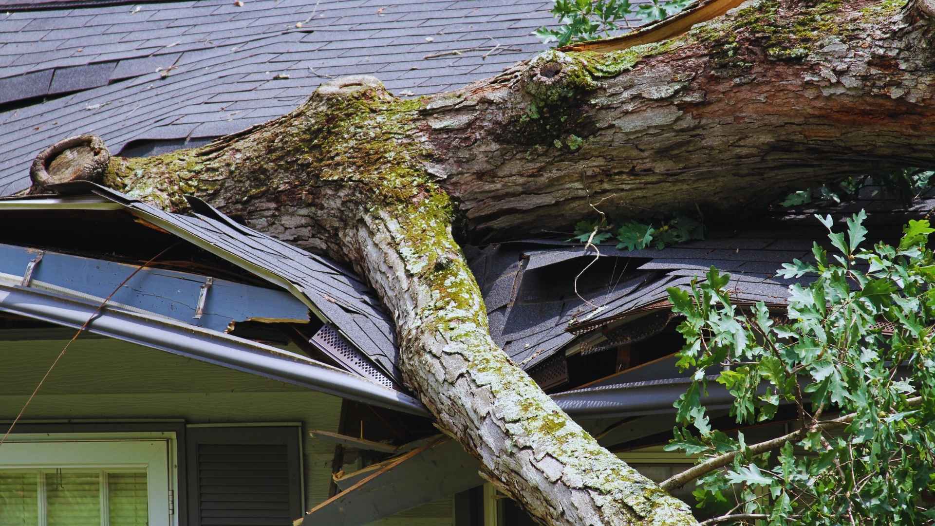 A large tree has fallen onto the roof of a house, causing significant structural damage and crushing part of the building, making urgent roof repair necessary.