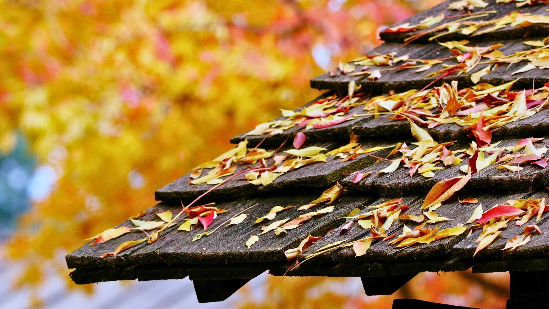 Close-up of a wooden roof covered with scattered autumn leaves, with blurred yellow and orange foliage in the background.